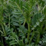 Vicia argentea Otro