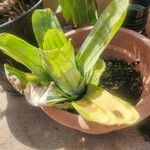 Aechmea fasciata Leaf