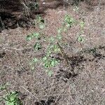 Malva pusilla Habit