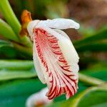 Alpinia calcarata फूल