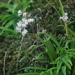 Nardostachys jatamansi Habit