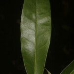 Tabebuia palustris Hostoa