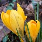Crocus chrysanthus Flor