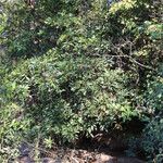 Craibia grandiflora Συνήθη χαρακτηριστικά