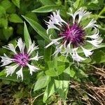 Cyanus lugdunensis Flower