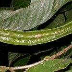 Inga sapindoides Hoja