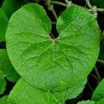 Petasites pyrenaicus Leaf