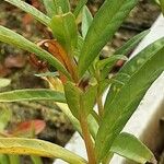 Lysimachia thyrsiflora Leaf