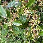 Catha edulis Λουλούδι