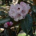 Rhododendron fulvum Květ