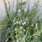 Clinopodium nepetaFlor