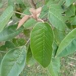 Croton megalocarpus Blatt