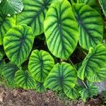 Alocasia clypeolata Hoja