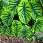 Alocasia clypeolata Blatt