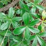 Alchemilla saxatilis Hoja