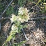 Phacelia heterophylla 花