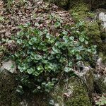 Asarum europaeum ഇല