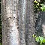 Celtis australis Bark