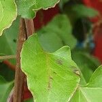 Fallopia baldschuanica Leaf