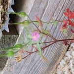 Geranium purpureum Floro