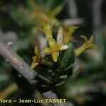 Thymelaea argentata Flor