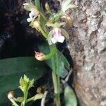 Oeceoclades maculata Kukka