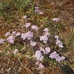 Iberis procumbens Blodyn