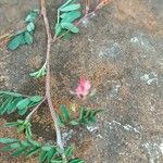 Indigofera brevicalyx Flor