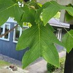 Liriodendron chinense Folha