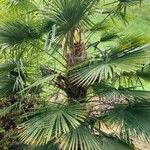 Trachycarpus fortunei Blatt