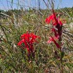 Lobelia cardinalisফুল