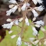 Tiarella cordifolia Flor