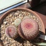 Echinocereus rigidissimus 叶