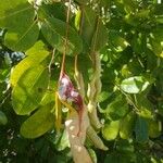 Capparis flexuosa Fruit