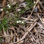 Polypremum procumbens Агульны выгляд