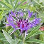 Centaurea montana Blüte