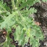 Senecio viscosus Leaf