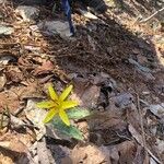 Erythronium americanumVirág