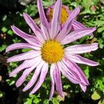 Chrysanthemum zawadzkii ফুল