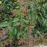 Ligustrum lucidum List