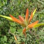 Castilleja tenuiflora Virág