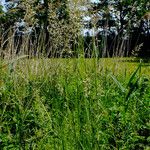 Avena sativa Costuma