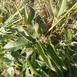 Bistorta officinalis Blad