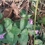 Clinopodium vulgareফুল