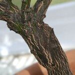 Citrus × aurantiifolia 樹皮