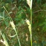 Carex hirta Máis