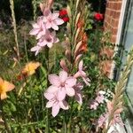 Watsonia borbonica Květ
