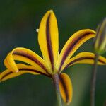Bloomeria crocea Flower