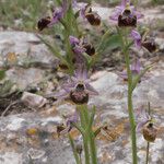 Ophrys vetula Habit