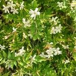 Jasminum officinale Cvet